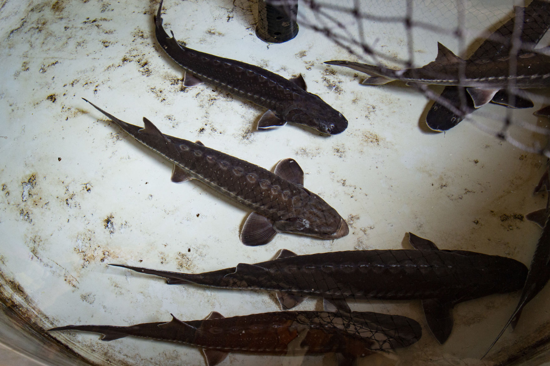 Oregon Royal Sturgeon Company